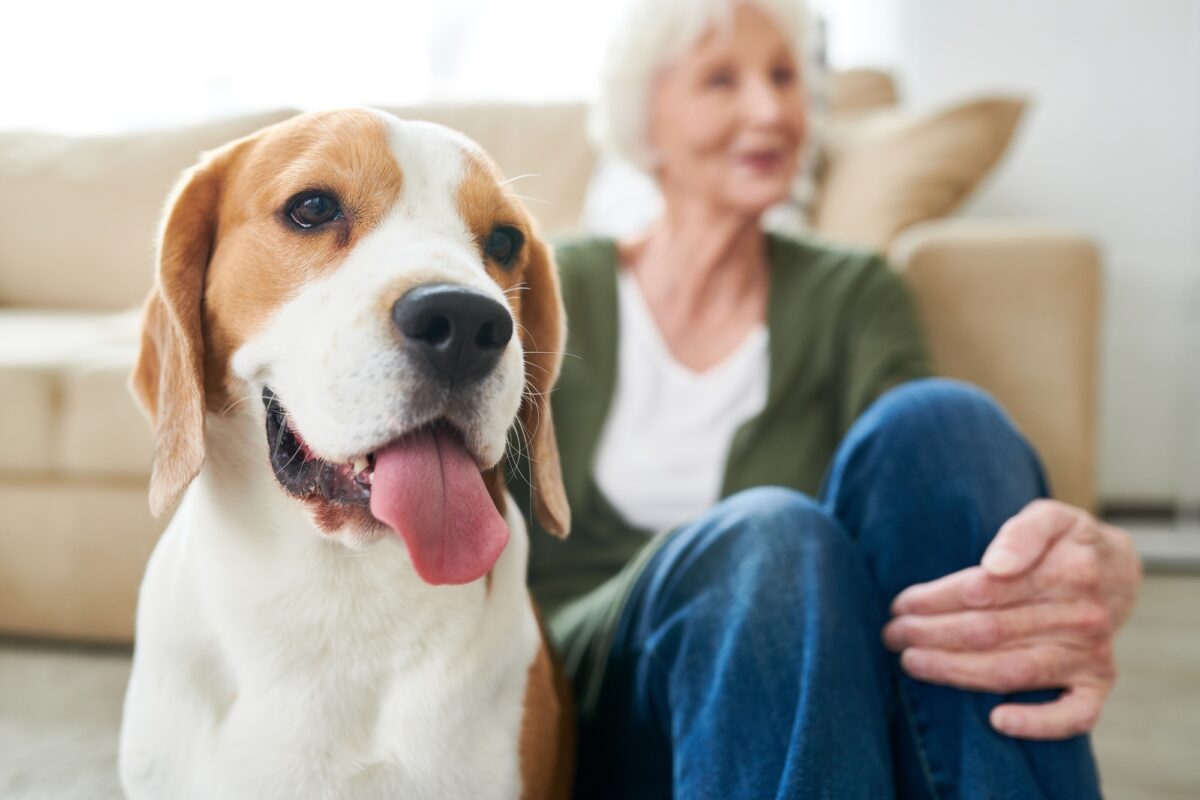 Un chien heureux avec un maître âgé