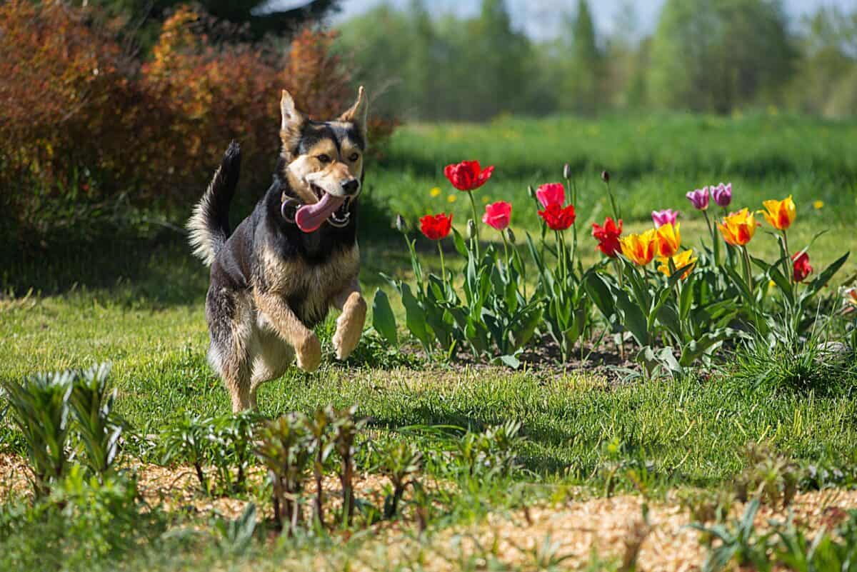 Happy dog!...#NOMINATED!