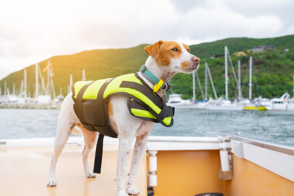 Un chien portant un gilet de sauvetage dans un bateau