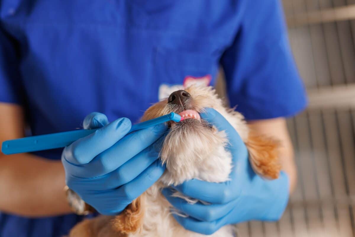 Docteur vétérinaire brossant les dents d'un chien