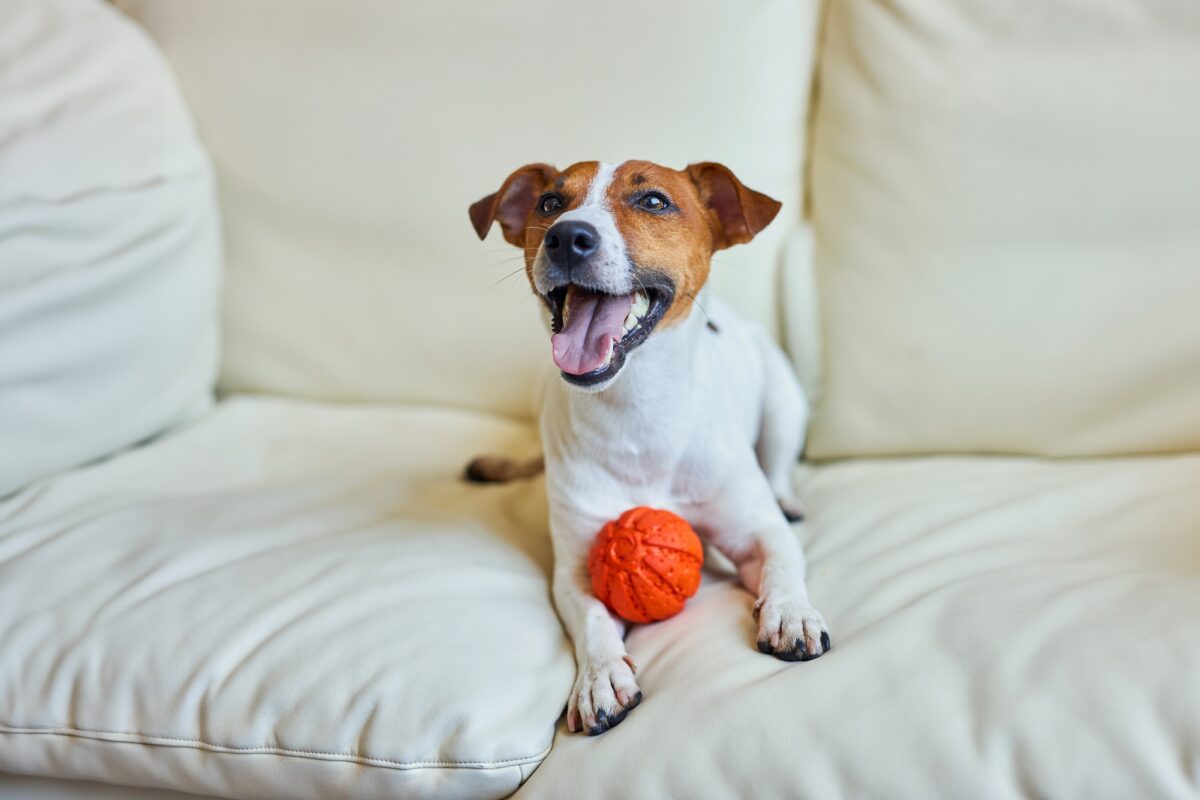 Jouet pour chien