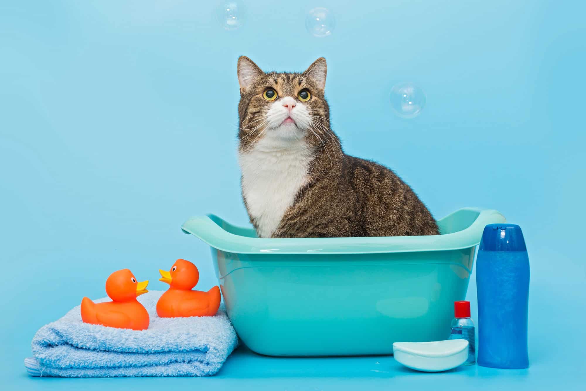 Un grand chat gris se lave dans un bassin