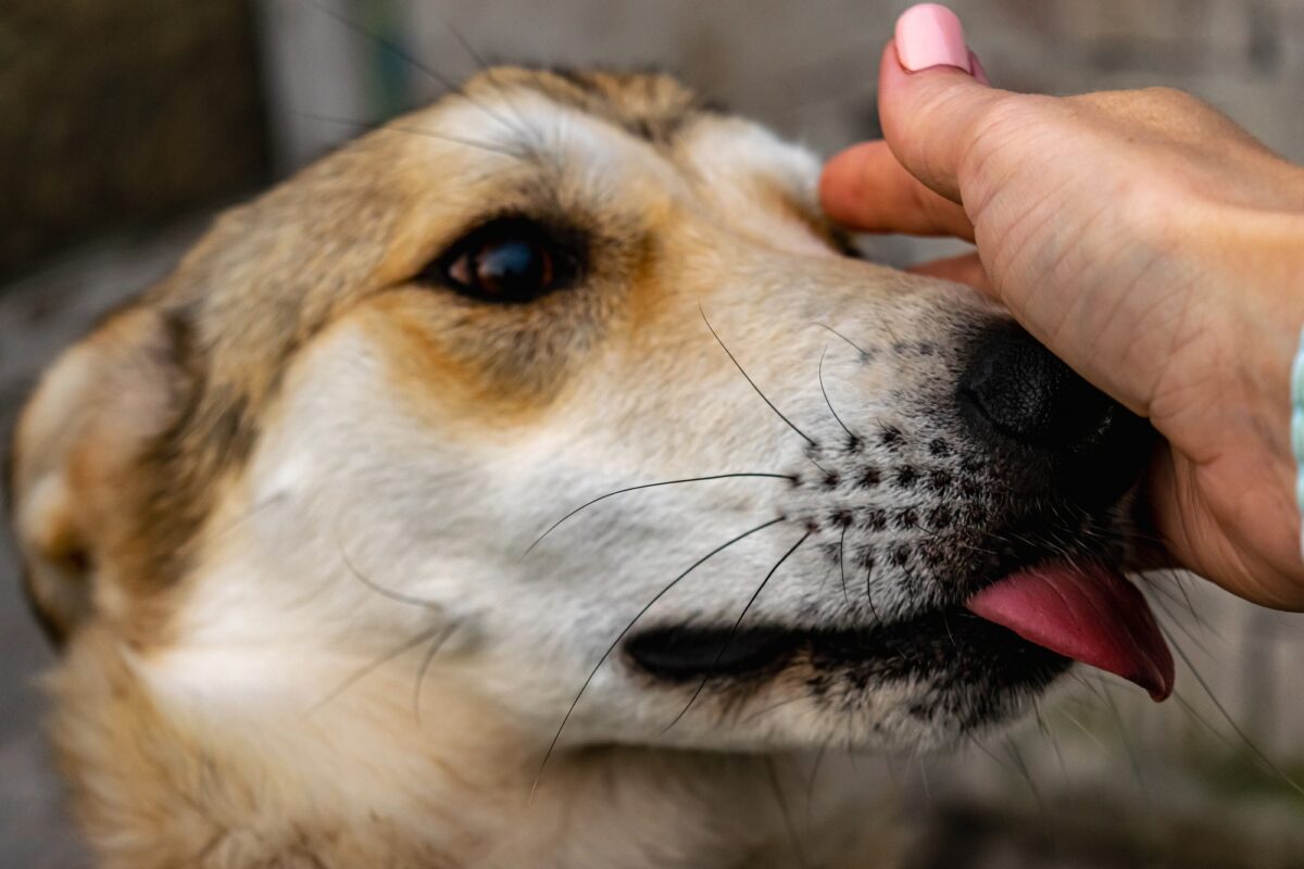 Chien dans un refuge en attente d'adoption