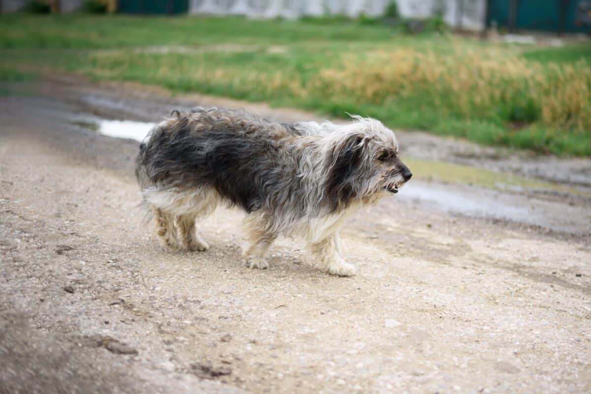 Chien perdu