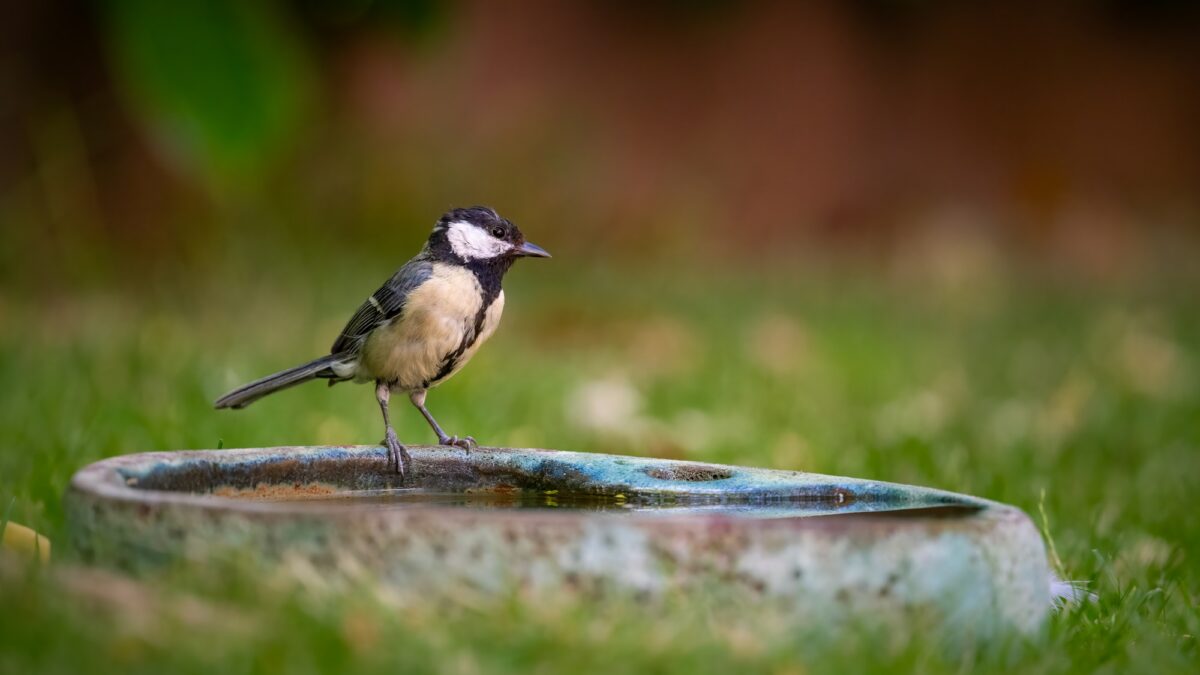 un oiseau est assis sur le sol près d'un bain d'oiseaux