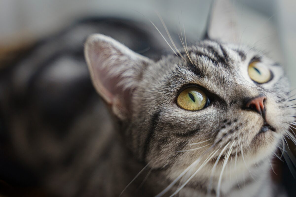 Un petit chat