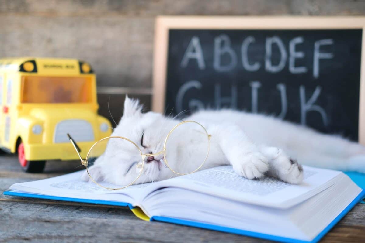 A small white kitten in glasses for vision sleeps on open books