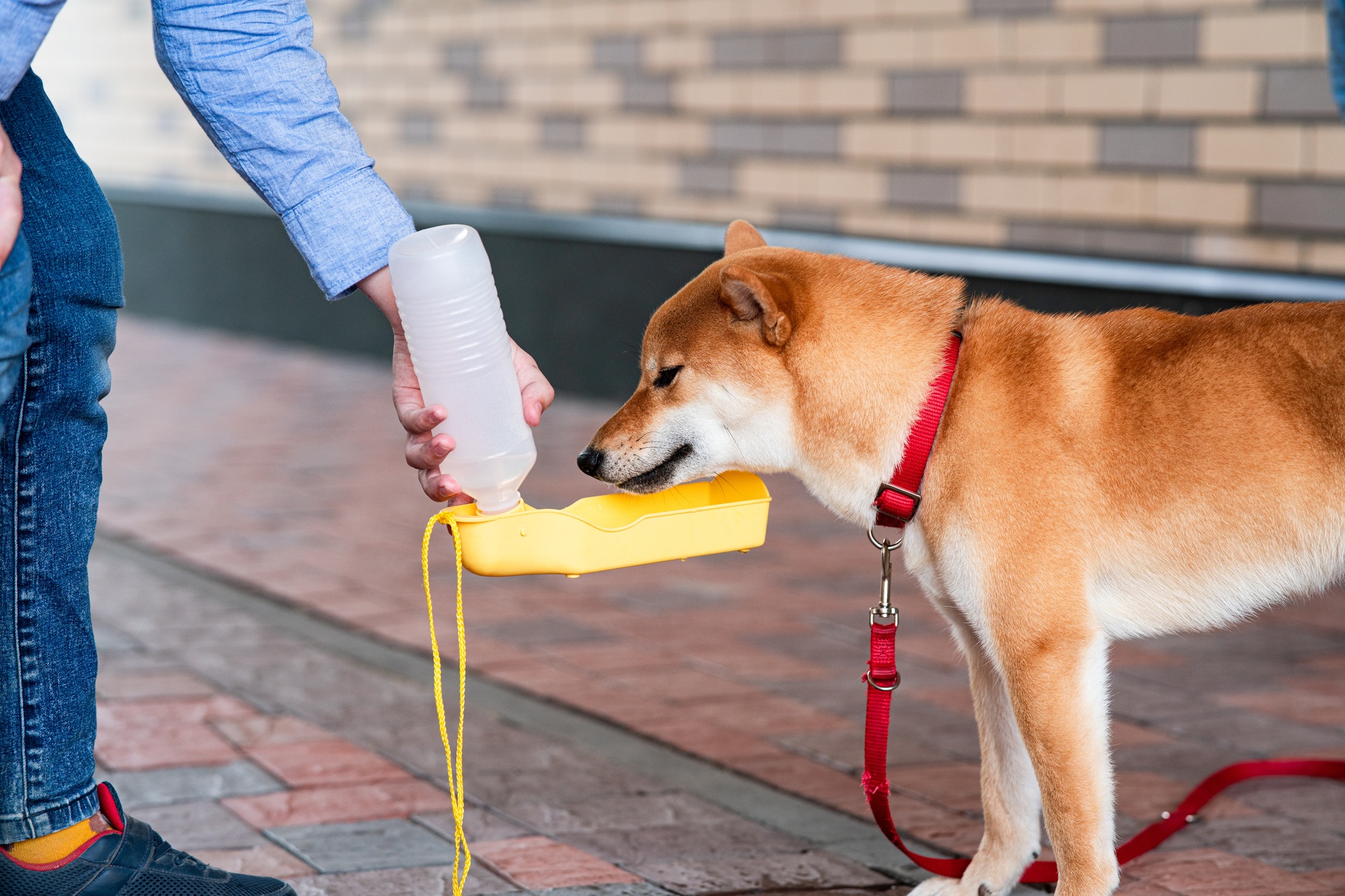 Un propriétaire nourrit son chien Shiba inu à l'aide d'une bouteille en plastique portable. Chien assoiffé