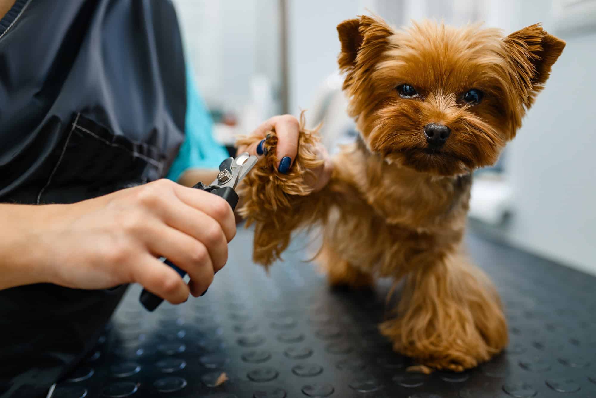 Un toiletteur coupe les griffes d'un adorable chien à l'aide d'une tondeuse