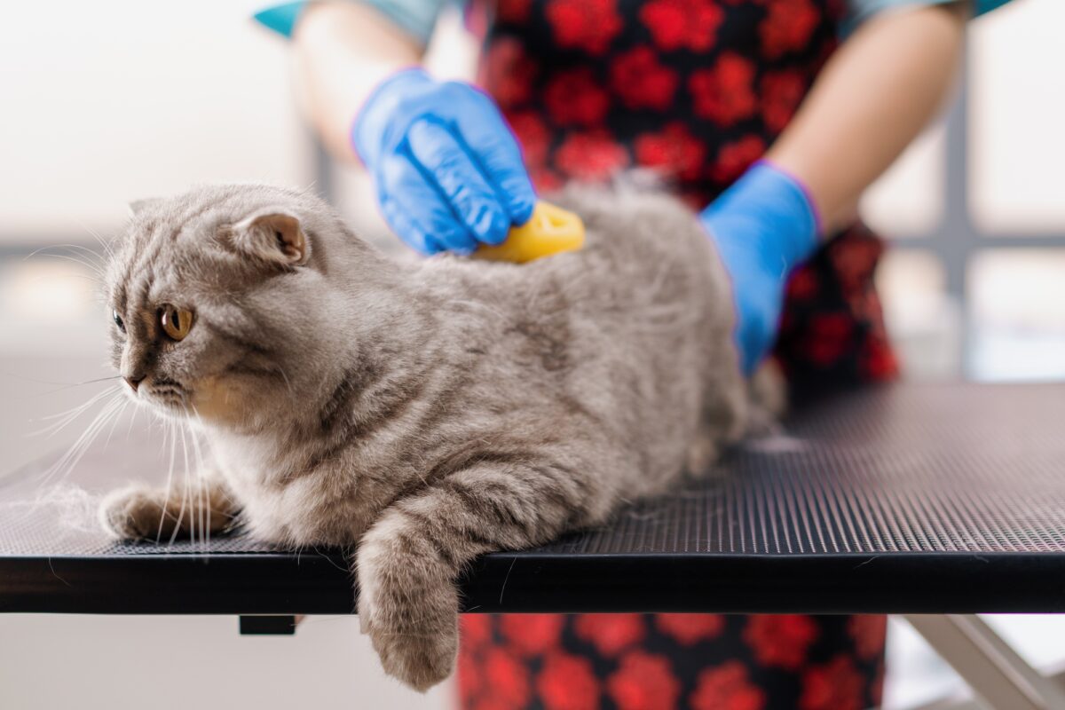 un toiletteur peigne le pelage d'un chat effrayé avec une brosse une procédure d'hygiène un animal un portrait un animal de compagnie