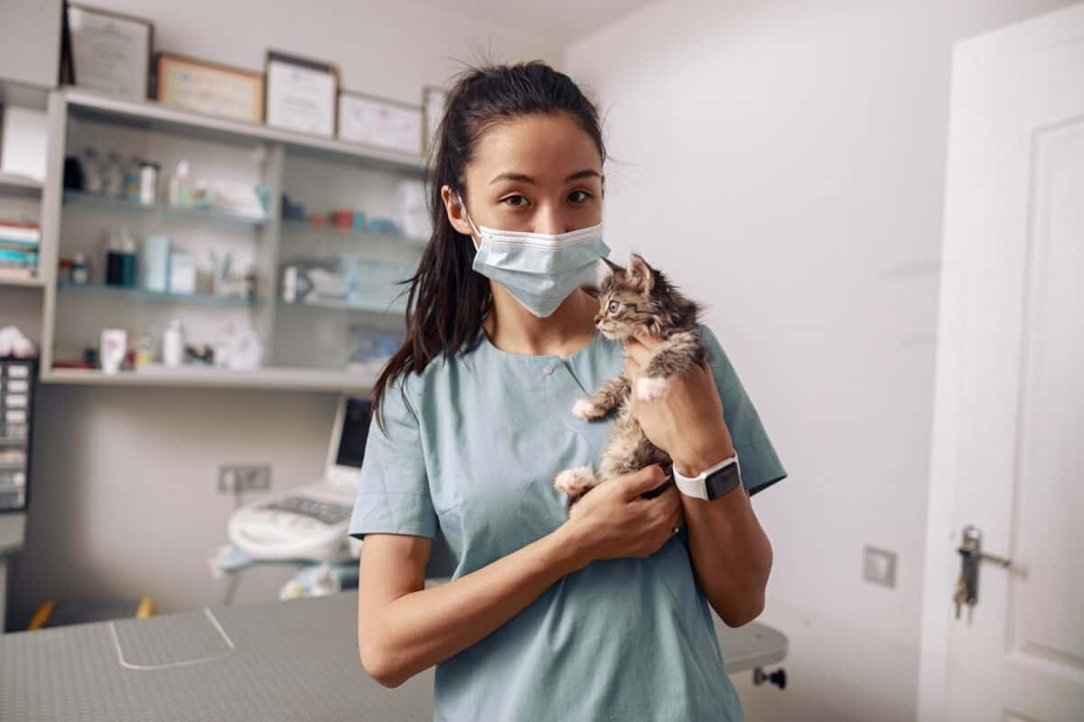 Un vétérinaire asiatique interne tient un chaton tabby lors d'un rendez-vous à l'hôpital.
