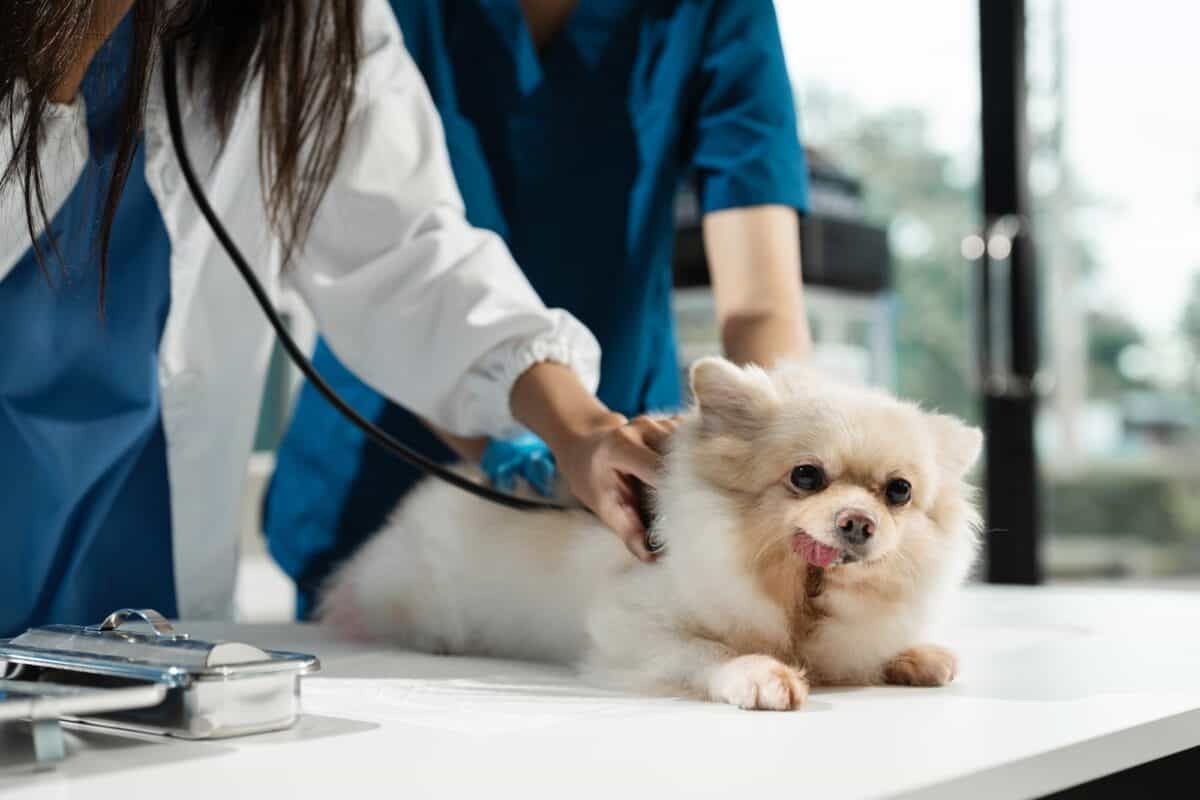 Examen d'un chien par un vétérinaire