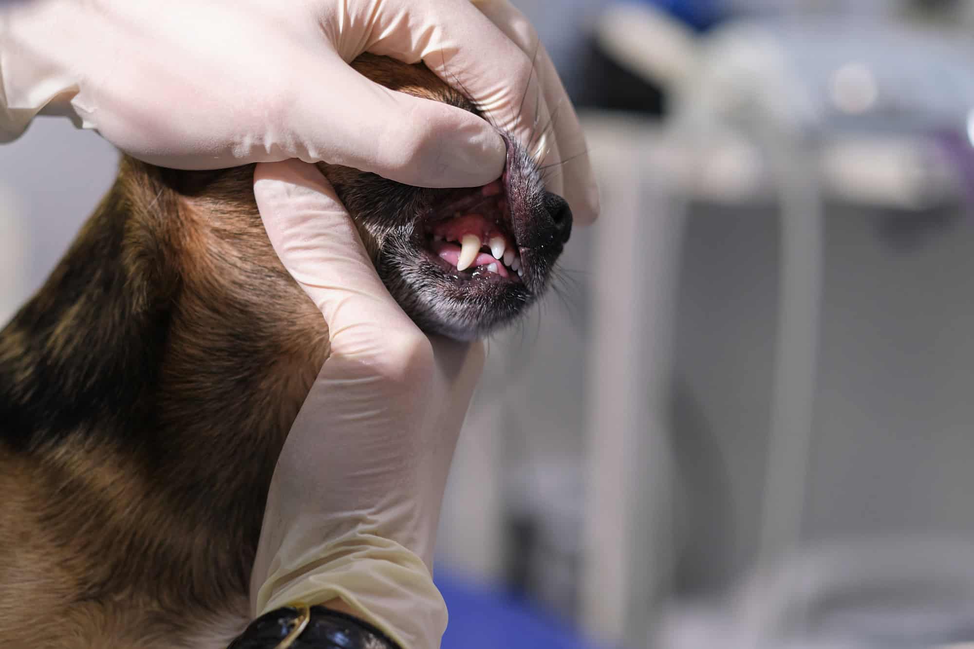 Un vétérinaire examine les dents d'un chien. Consultation avec un vétérinaire. Gros plan d'un chien et de ses crocs