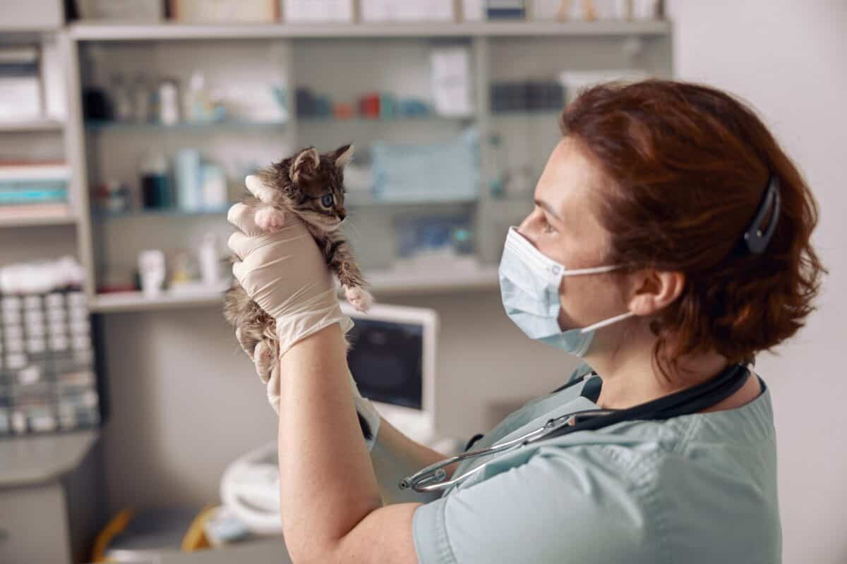 Un vétérinaire masqué regarde un adorable petit chaton tabby lors d'un rendez-vous à l'hôpital.