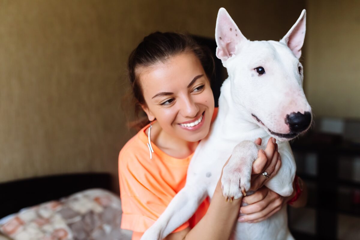 Chien Bull terrier