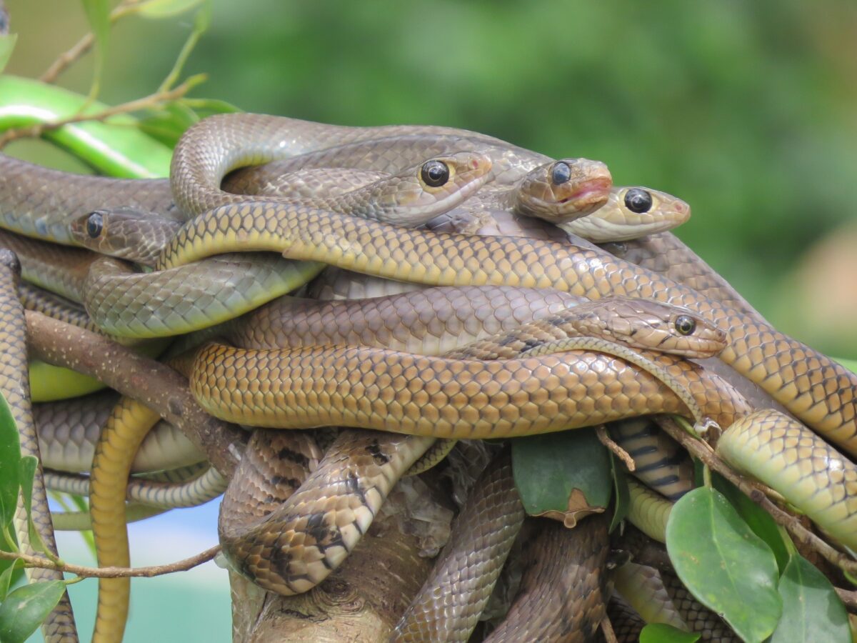 Une boule de serpents sur une branche sur fond vert. Zoo au Vietnam