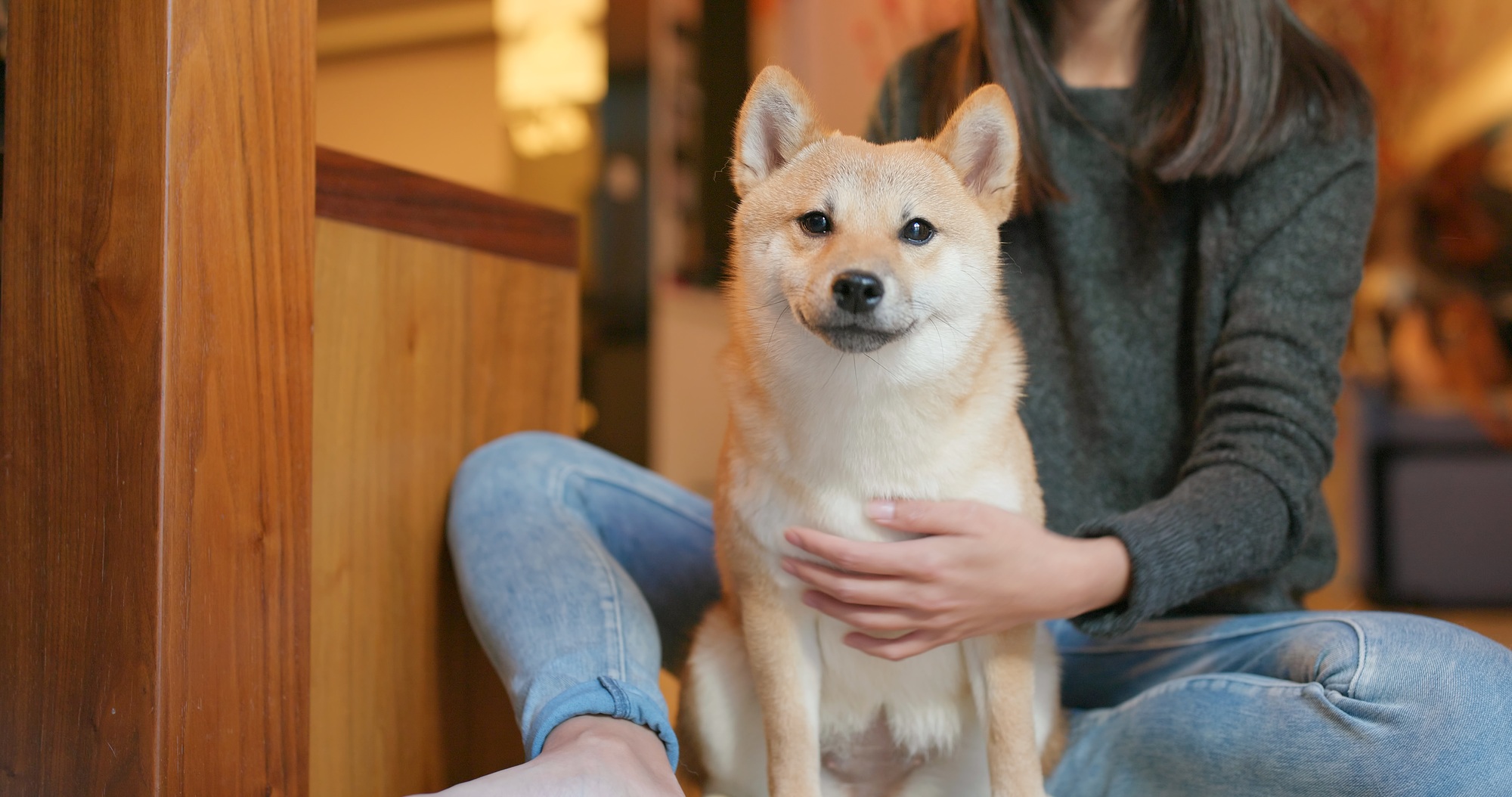 Une femme brosse son chien shiba inu à la maison