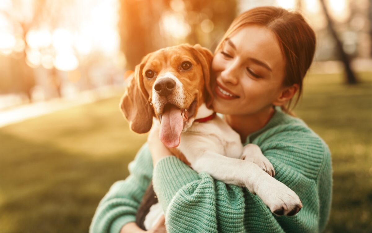 Chien Beagle