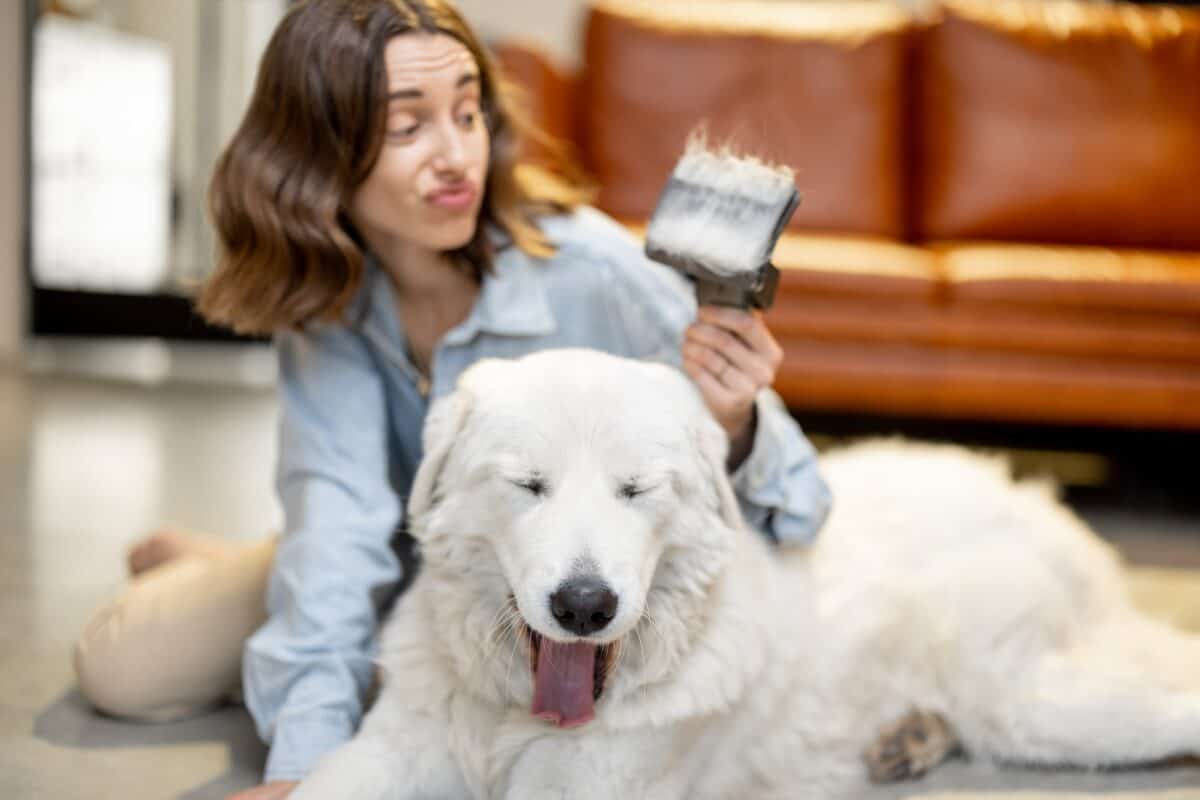 Une femme peigne les poils de son chien avec une brosse