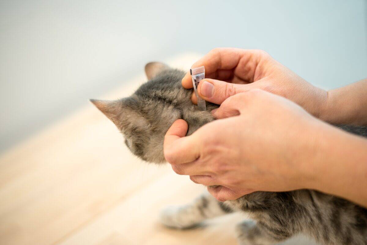 Une femme vétérinaire utilise des gouttes anti-puces pour traiter un chat.