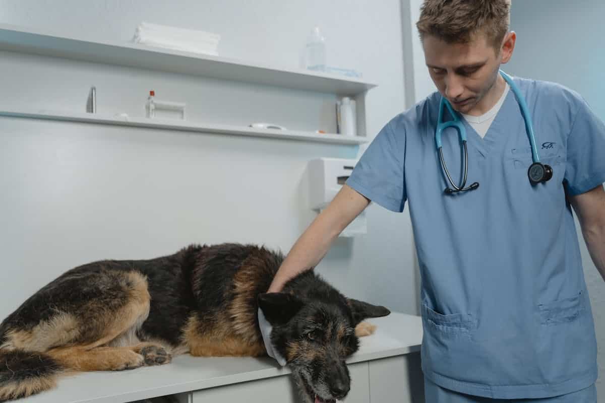 Urgence vétérinaire : quand faut-il vraiment appeler ?