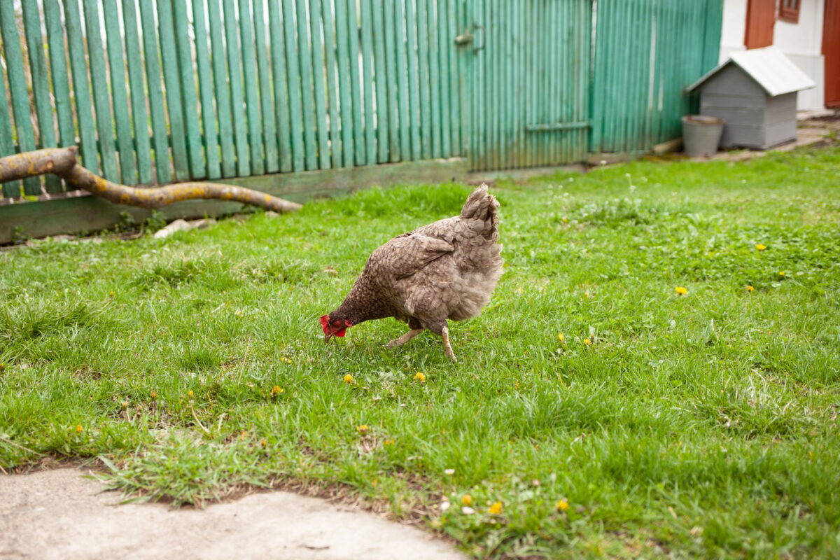 Poule à la campagne