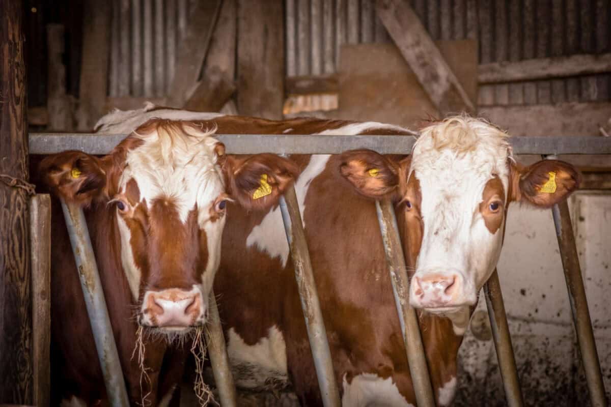 Vaches montbéliardes