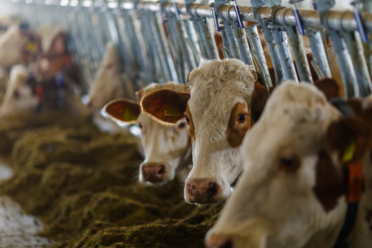 Vaches dans l'étable