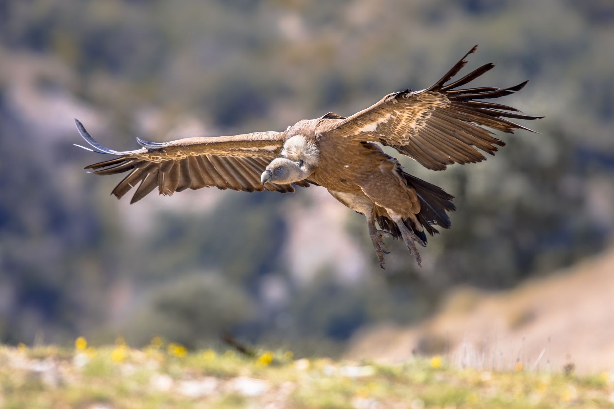 Vautour fauve en vol et à l'atterrissage