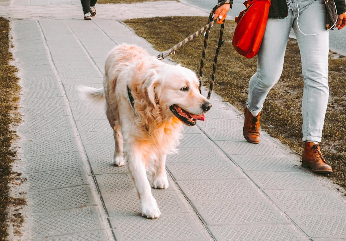 Promenade du chien. Photo by Andriyko Podilnyk