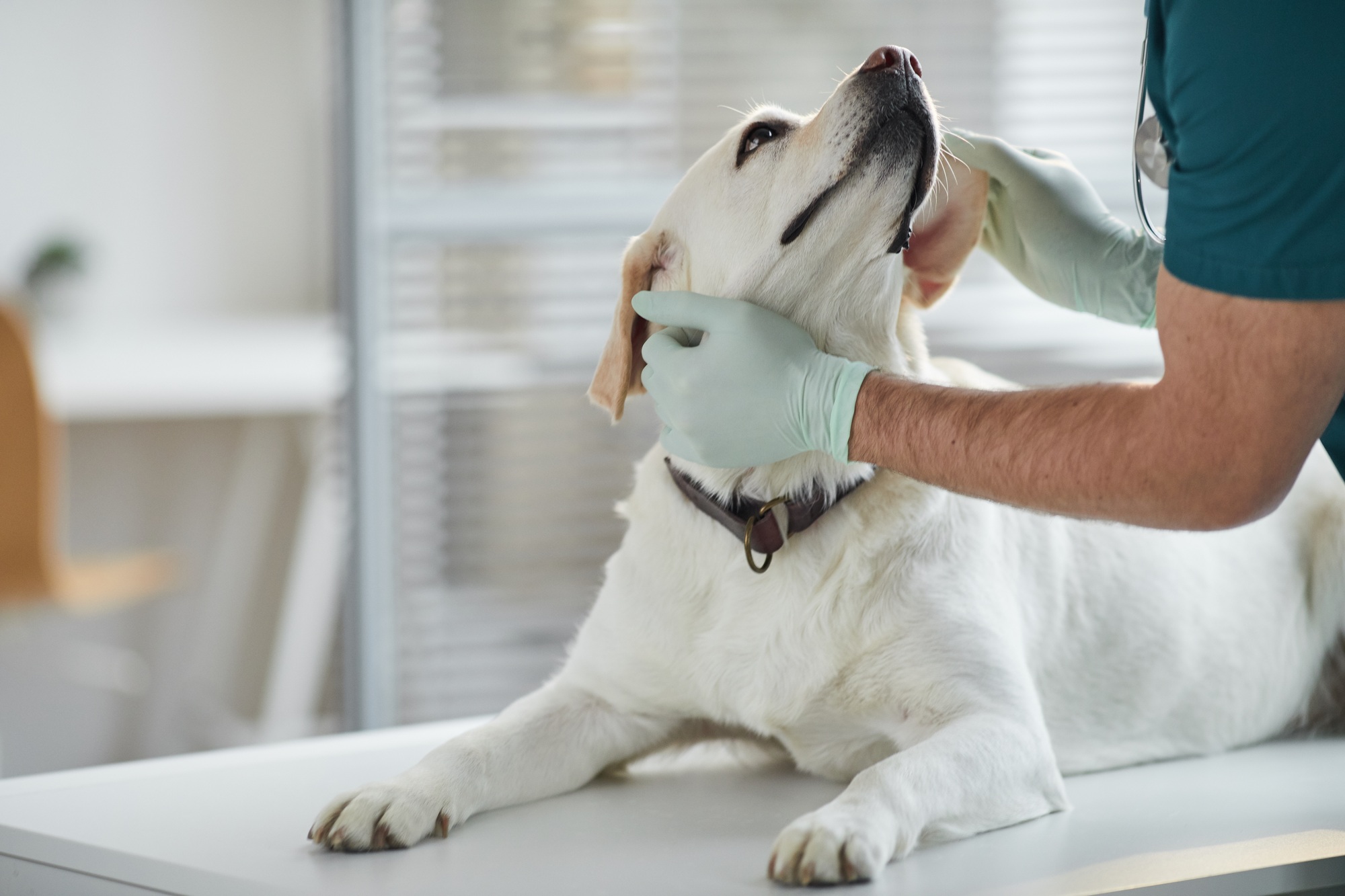 Examen d'un chien à la clinique vétérinaire
