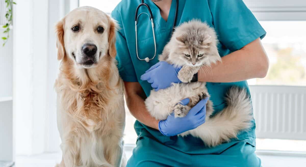 Démarches pour chien et chiot perdus