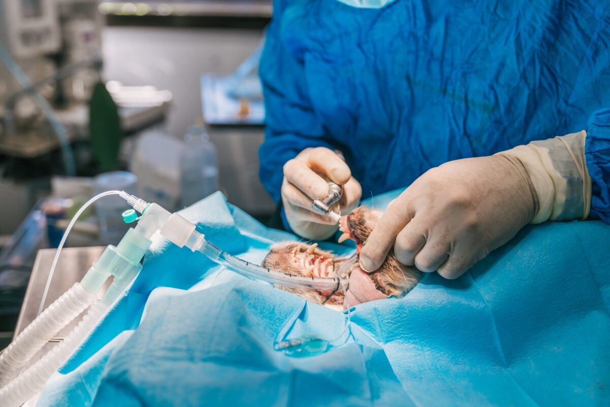Vétérinaire effectuant une chirurgie dentaire sur un chien anesthésié dans un hôpital vétérinaire