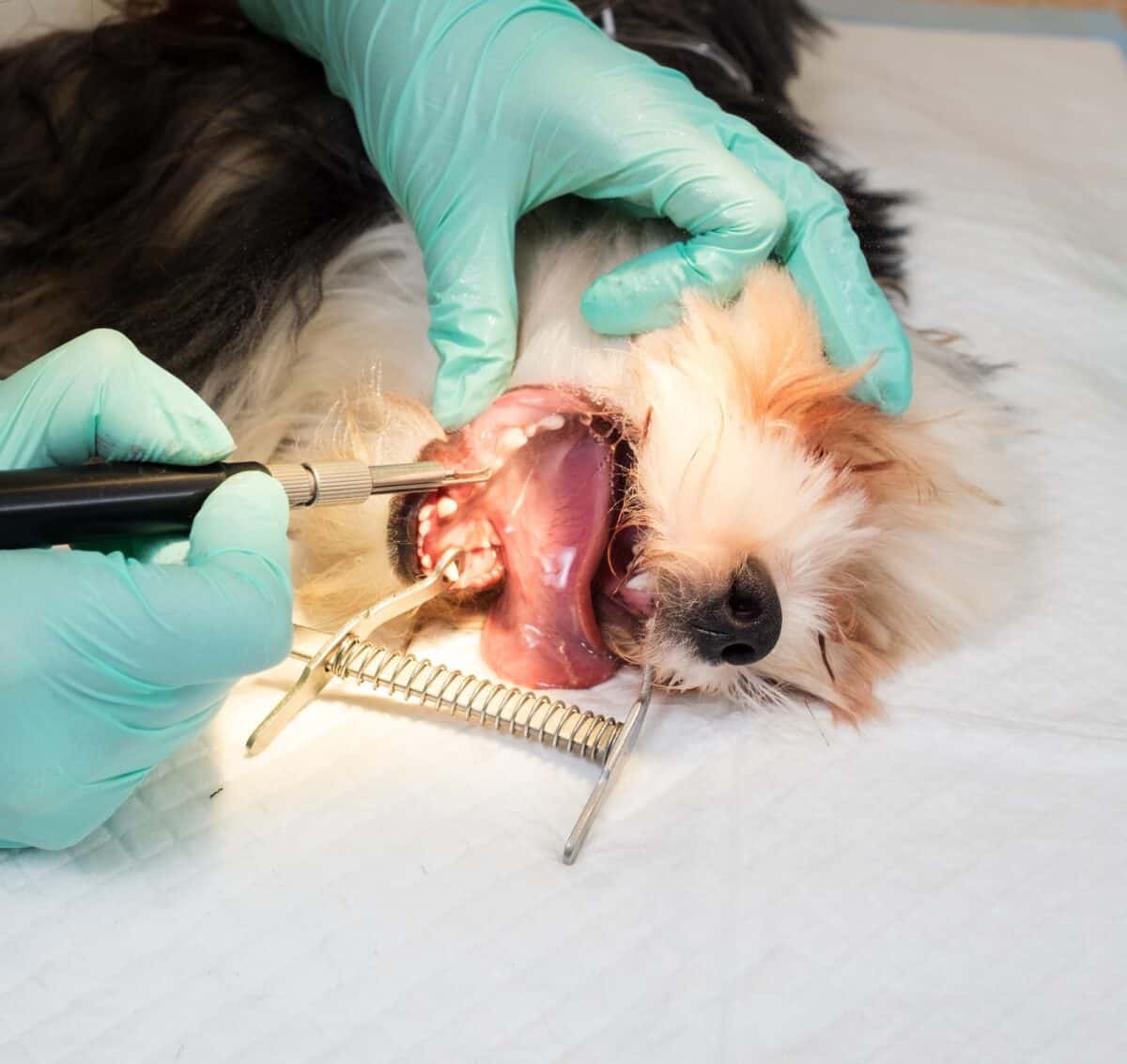 Vétérinaire effectuant une prophylaxie dentaire canine sur un Yorkshire terrier.