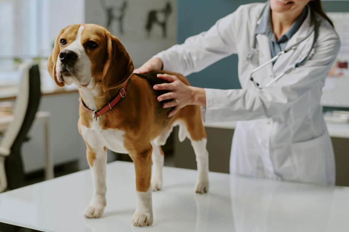 Vétérinaire examinant un Beagle dans une clinique vétérinaire