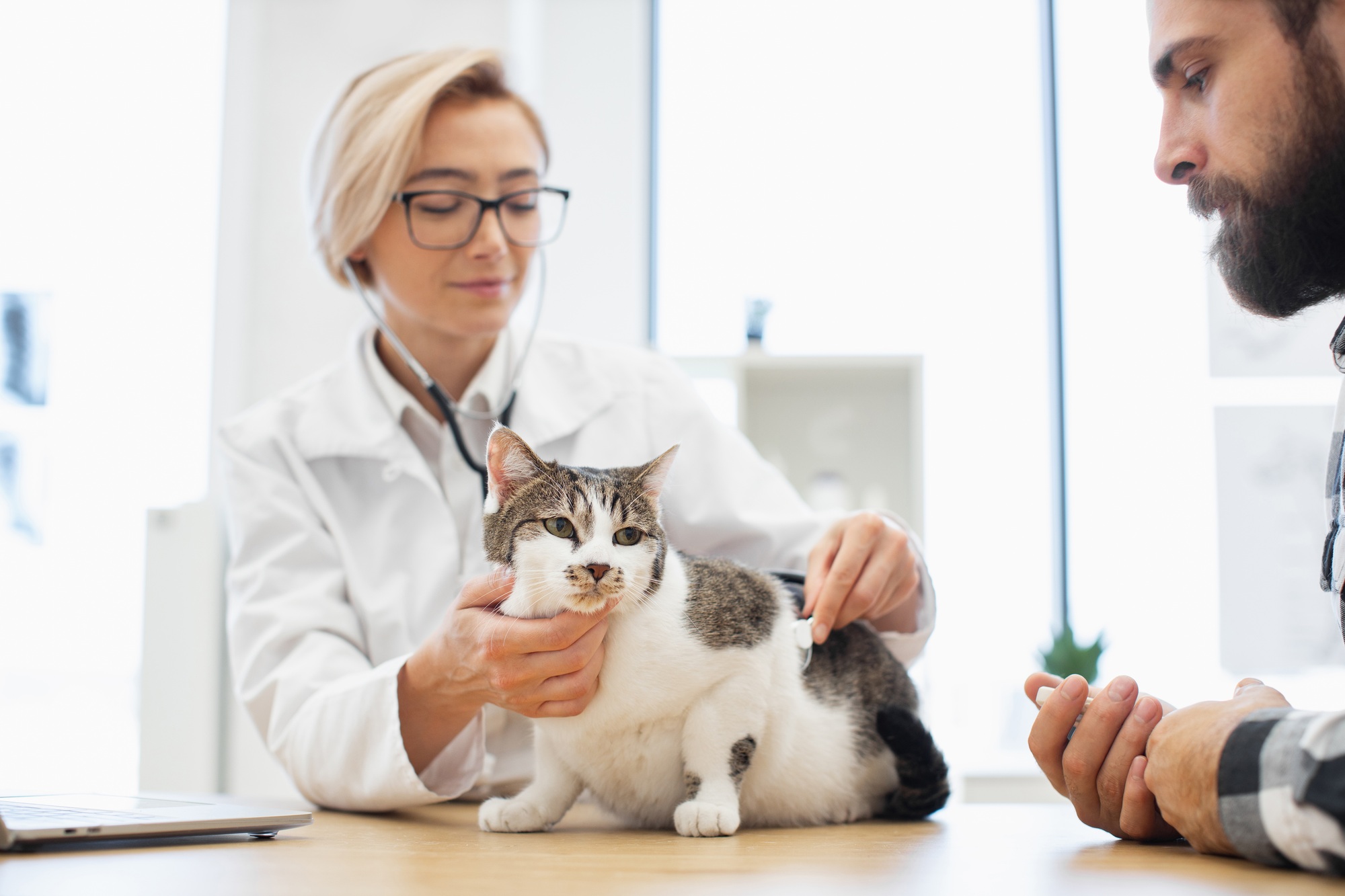 Vétérinaire examinant un chat avec son propriétaire lors d'un examen médical à la clinique
