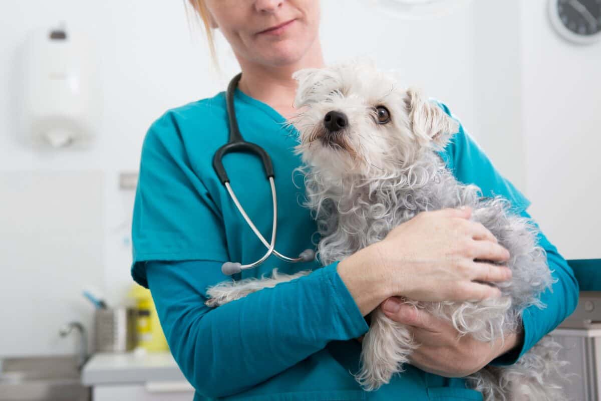 Terrier caniche chez le vétérinaire
