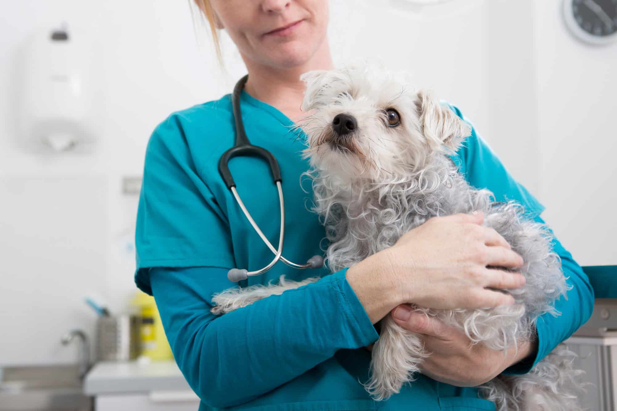 Terrier caniche chez le vétérinaire