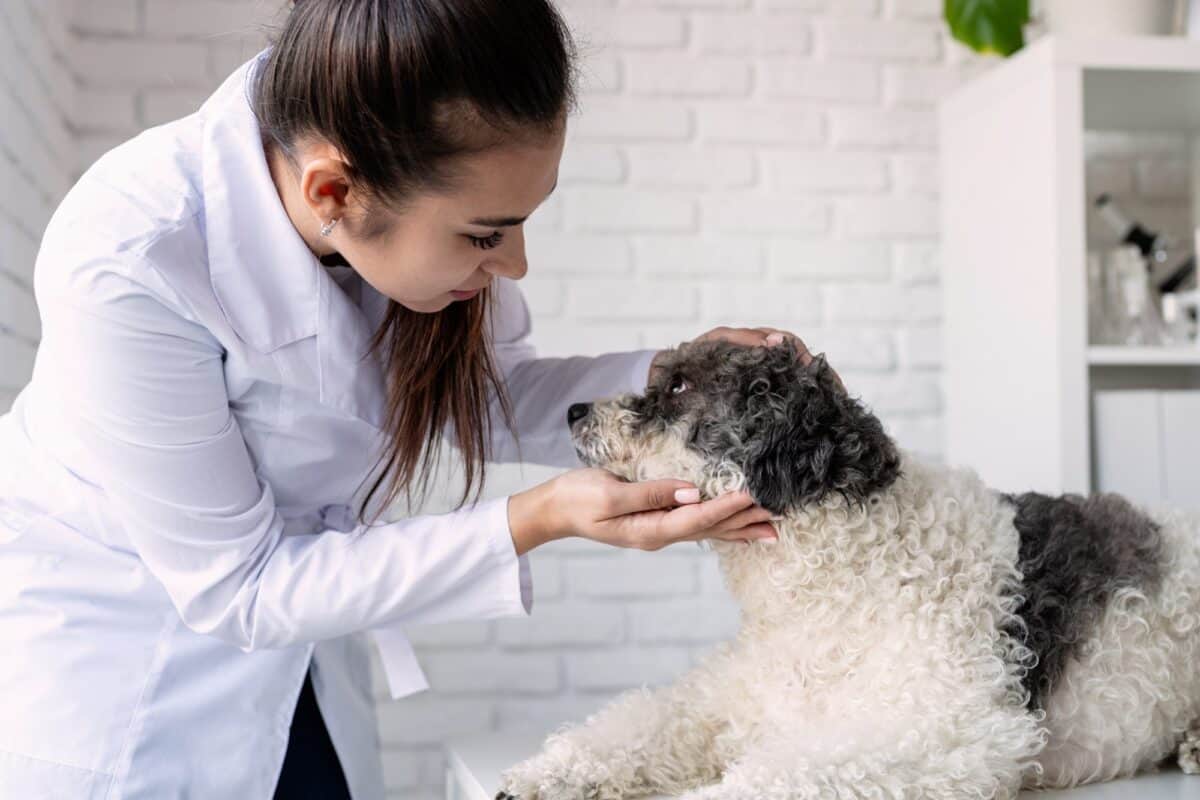 Vétérinaire examinant un chien