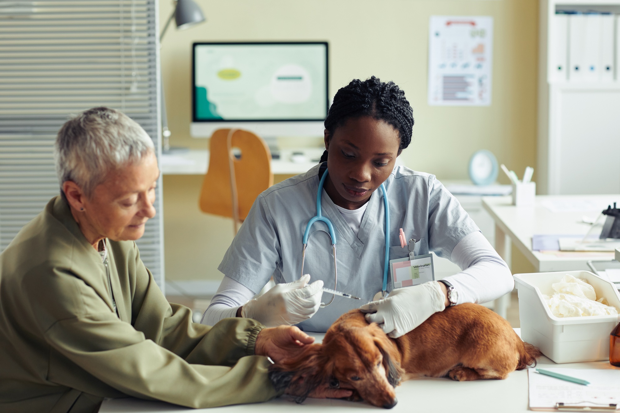 Vétérinaire vaccinant un chien dans une clinique vétérinaire