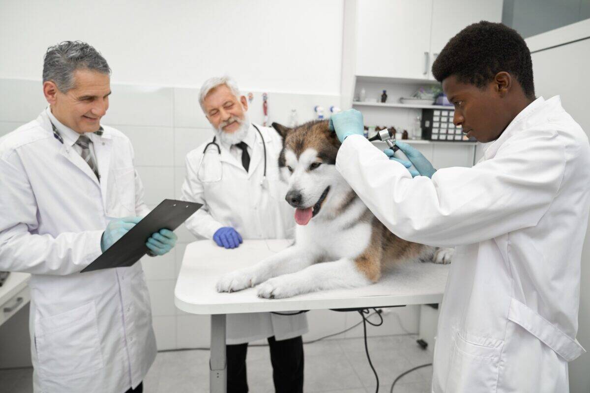 Vétérinaires travaillant avec des animaux dans une clinique vétérinaire