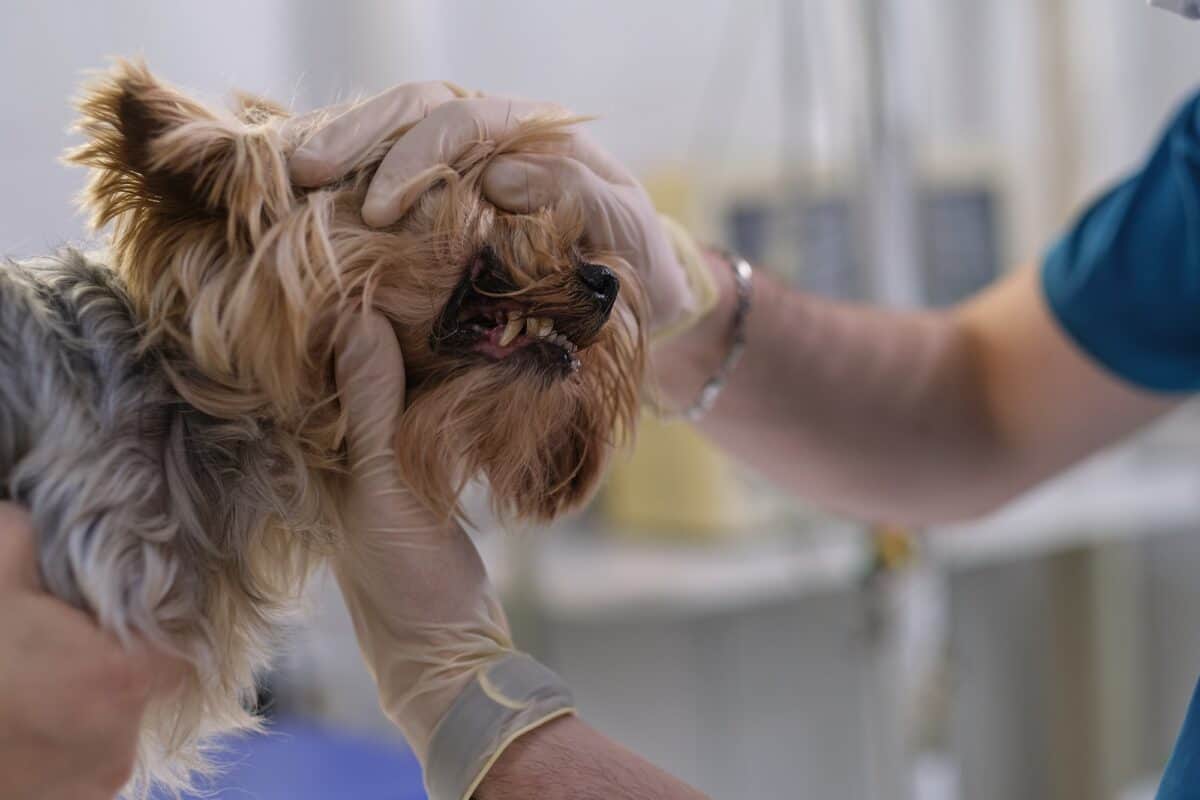 Un vétérinaire examine les dents d'un chien. Consultation avec un vétérinaire. Gros plan d'un chien et de ses crocs