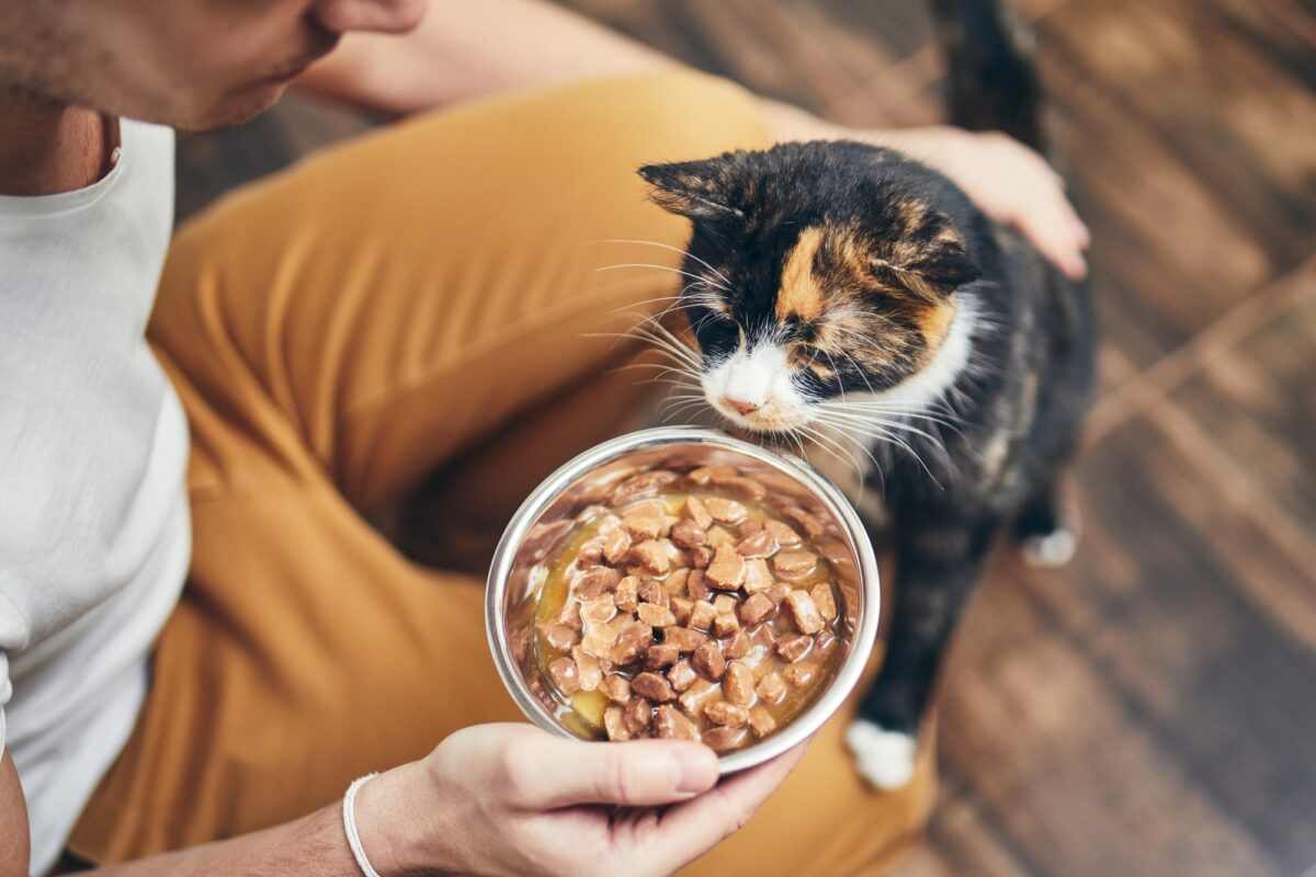 Vie domestique avec un chat