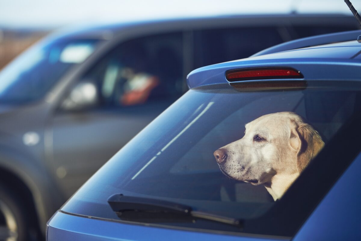 Voyager avec un chien