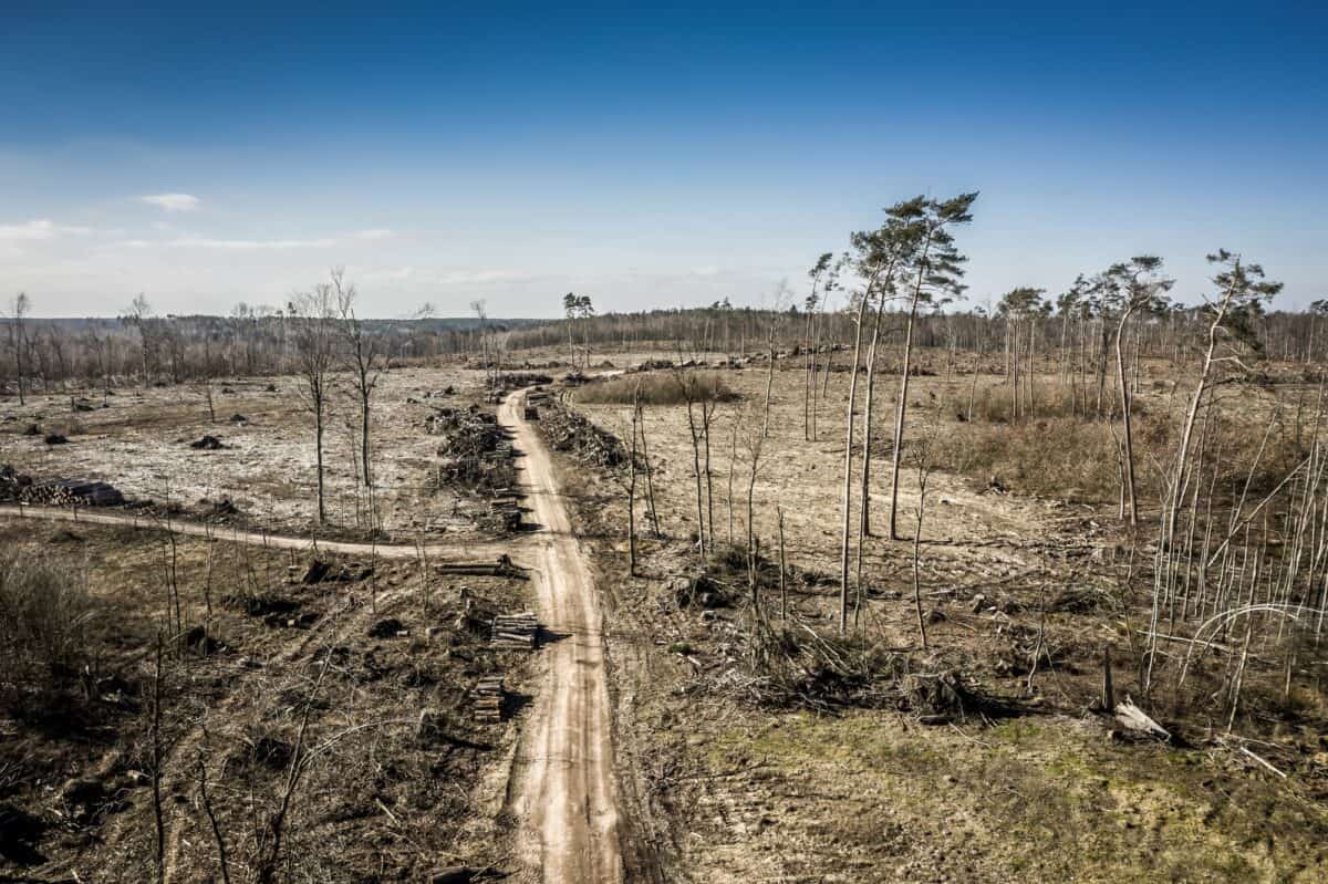 Déforestation, exploitation forestière, destruction de l'environnement