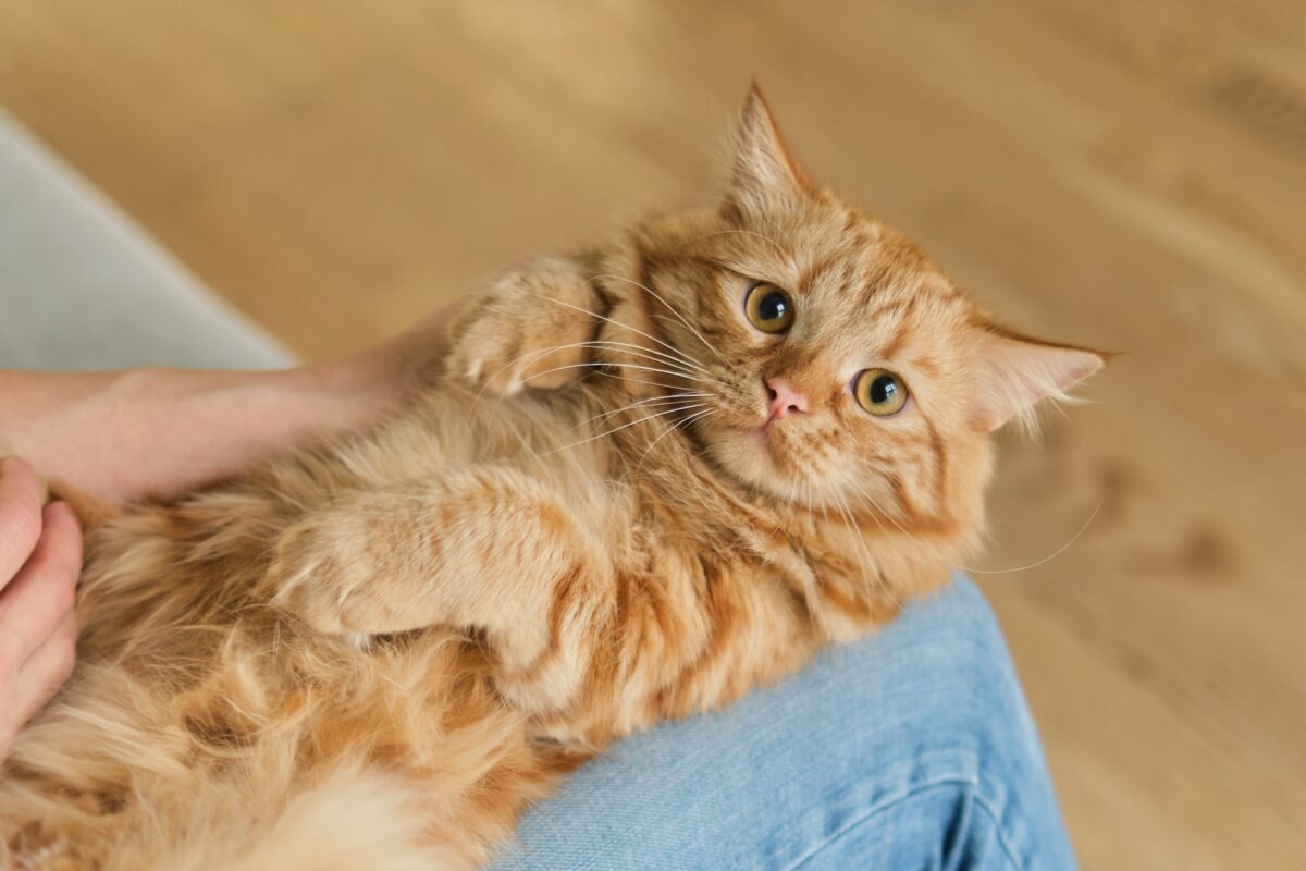 Chat roux